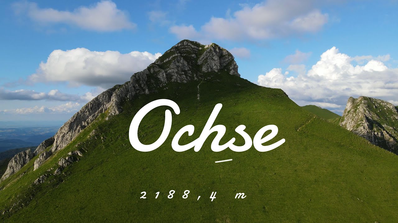 Ochse / 4K Switzerland / Schweiz / Swiss