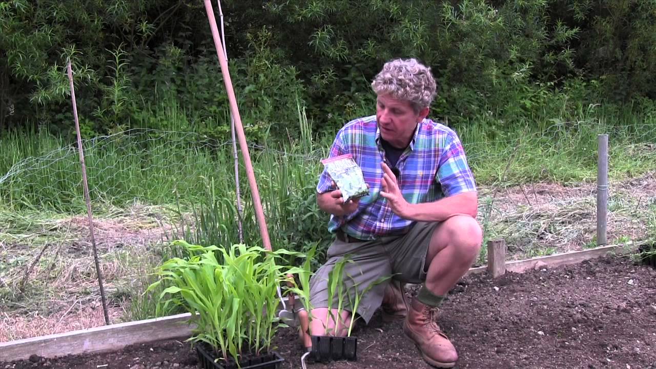 HOW TO  USE GREEN MANURE TO INCREASE SWEETCORN GROWTH