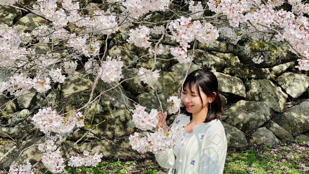 鳥取市🌸 久松公園🌸