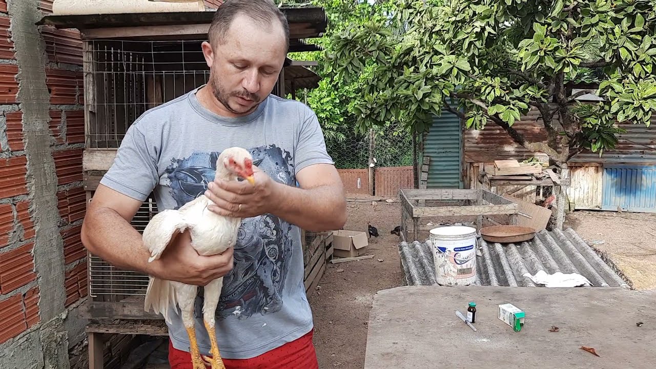 Como acabar com o famoso peito seco da suas galinhas.