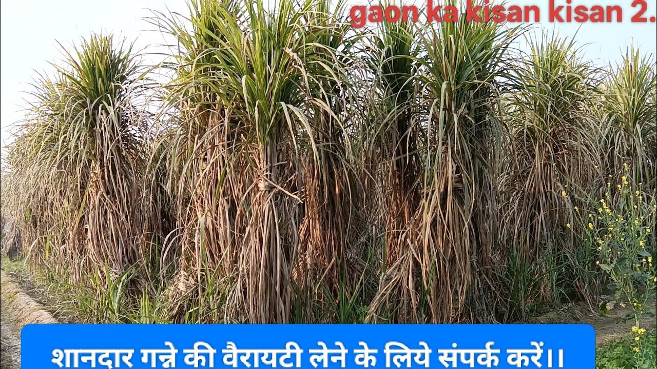 12231 sugarcane seed kaisa hai jane kisan se// indian farming #just_trending #ganvkilifestyle 