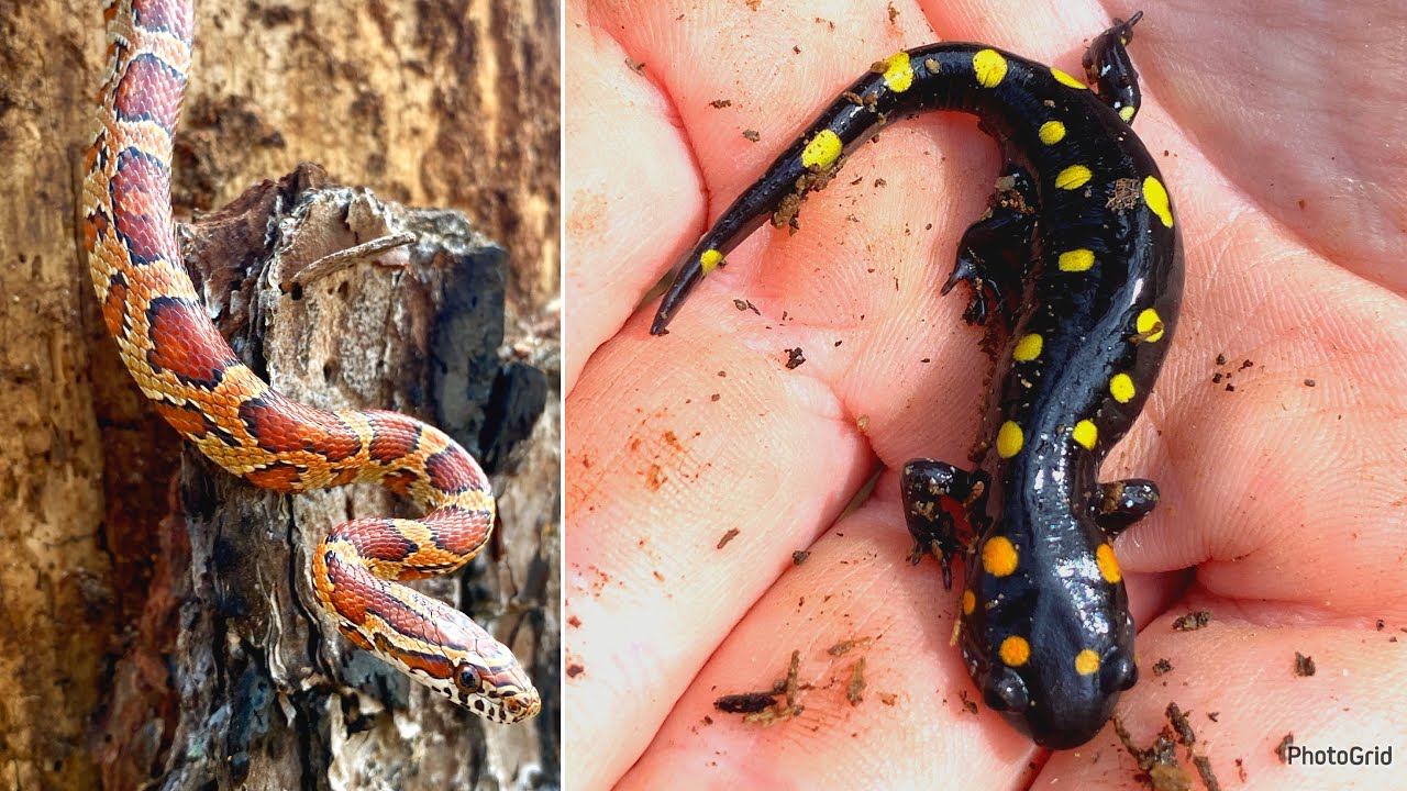 Stunning South Ga Corn Snake and Epic Salamander Hike!!