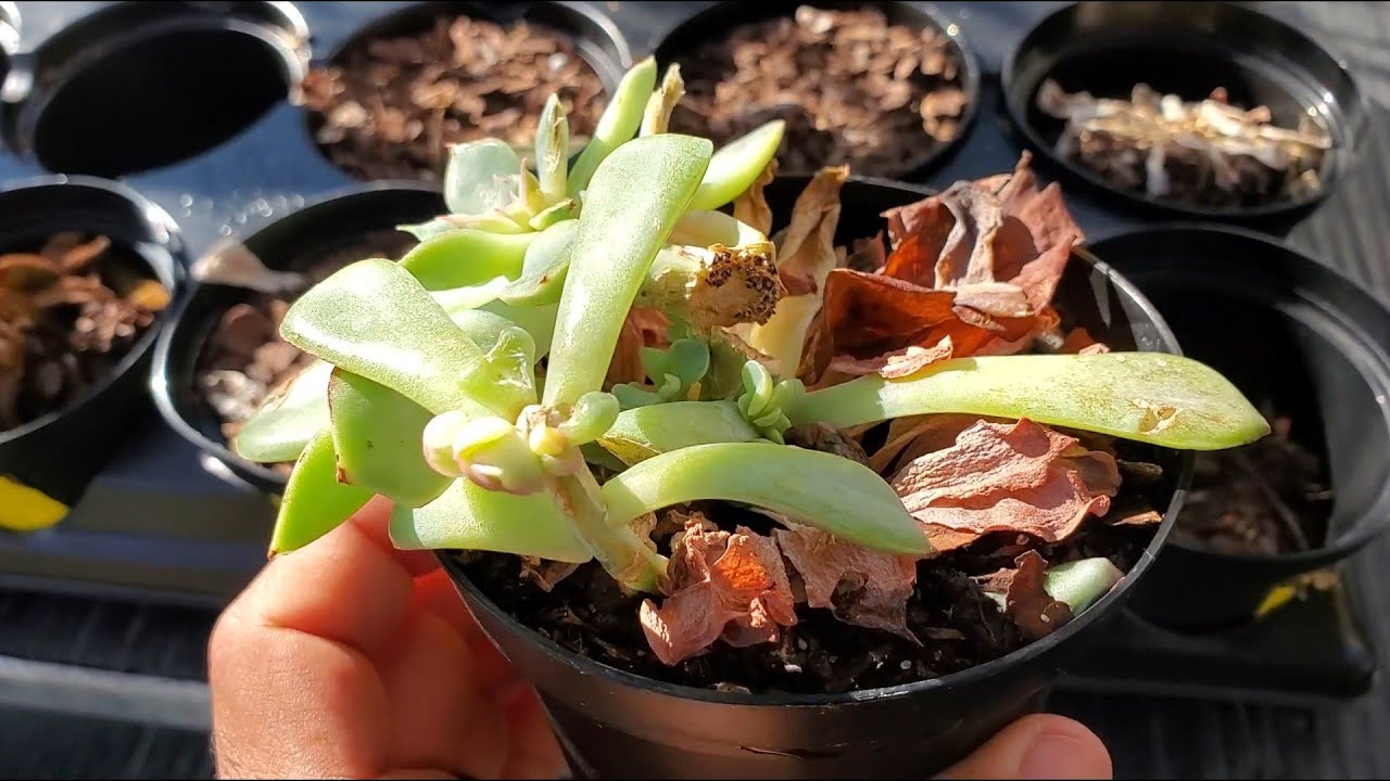 Echeveria ELEGANS * CÓMO RECUPERAR suculenta en mal estado/Rescatando ECHEVERIA Elegans parte 1🚨🏥