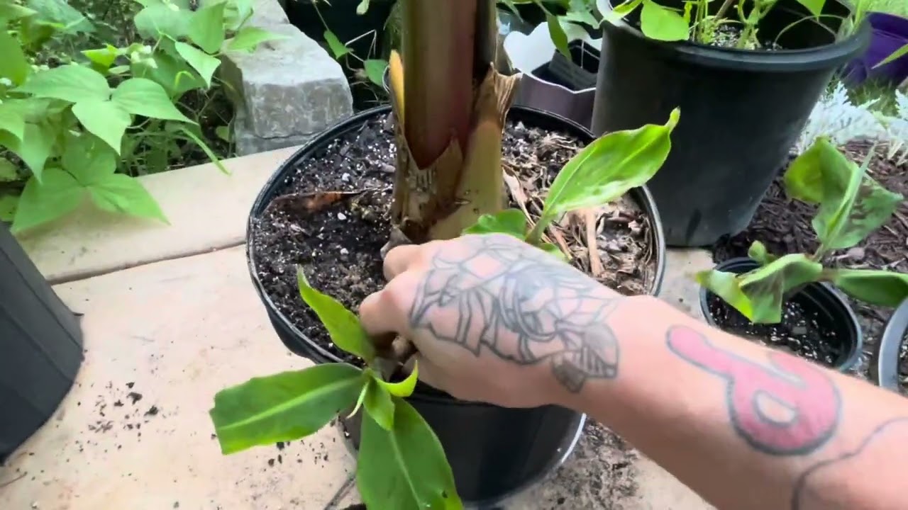 How to remove &ldquo;pups&rdquo; from a banana plant & multiply your plants!