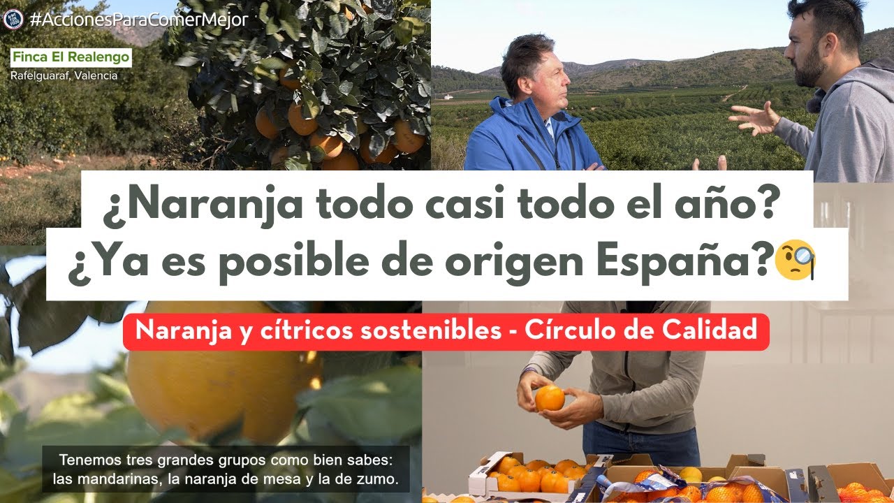 Naranjas de Valencia ¿Cómo se cultiva en España? ¿Cómo se controla la calidad?