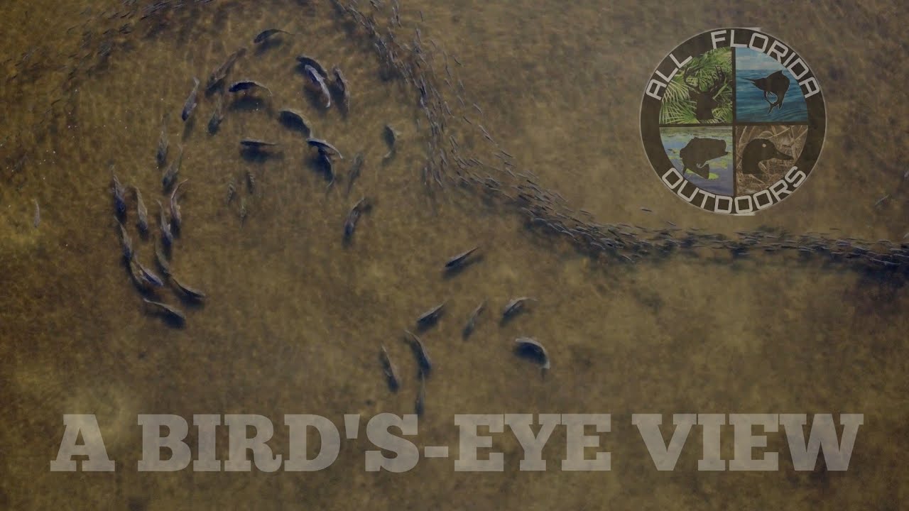 fishing from above - A BIRD'S-EYE VIEW