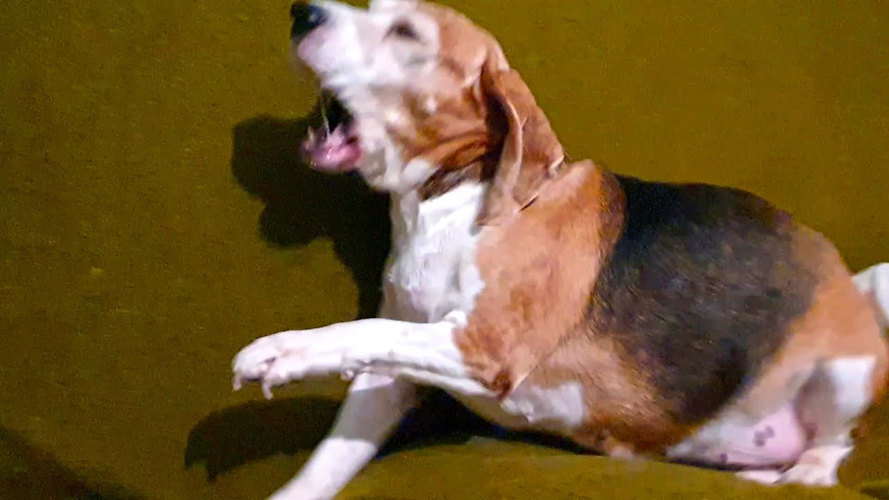 Mein Hund stirbt: August 9, 2021