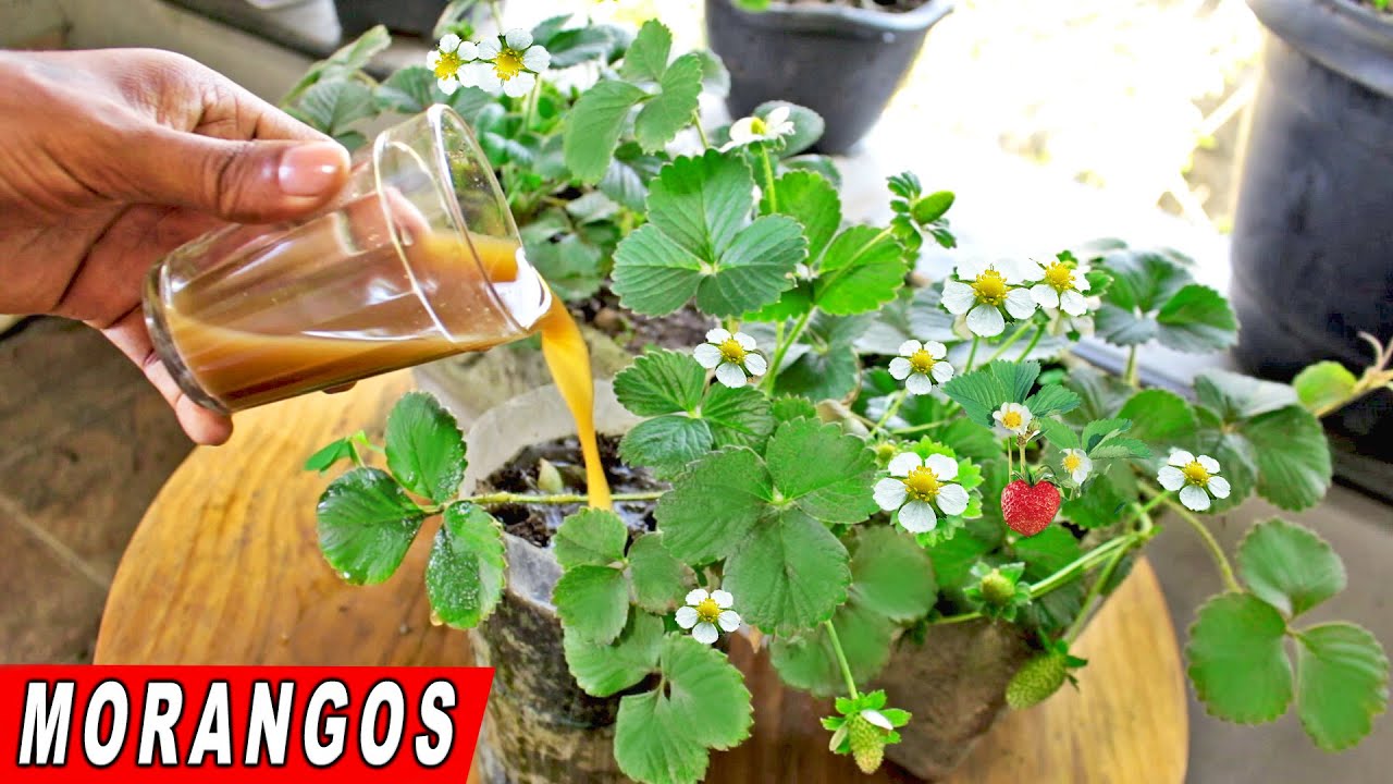 Melhor adubo para florir seus Morangos 🍓🍓🍓