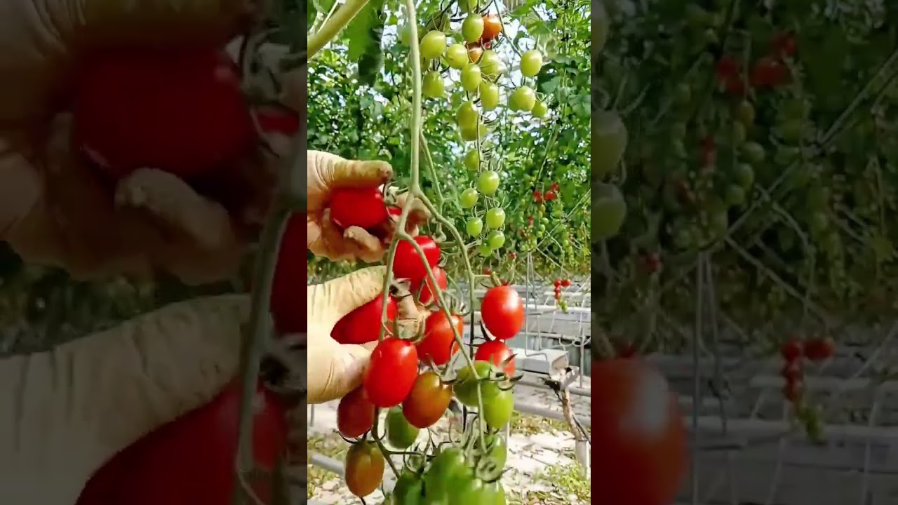 Showcasing Ripe and Unripe Cherry Tomatoes in a Hydroponic Greenhouse