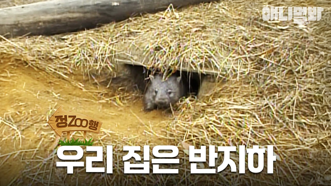 [#정ZOO행] 심지어 웜뱃 궁둥이로 꽉 차는 반지하🤭 | EP.10 #TV동물농장 #AnimalFarm #애니멀봐