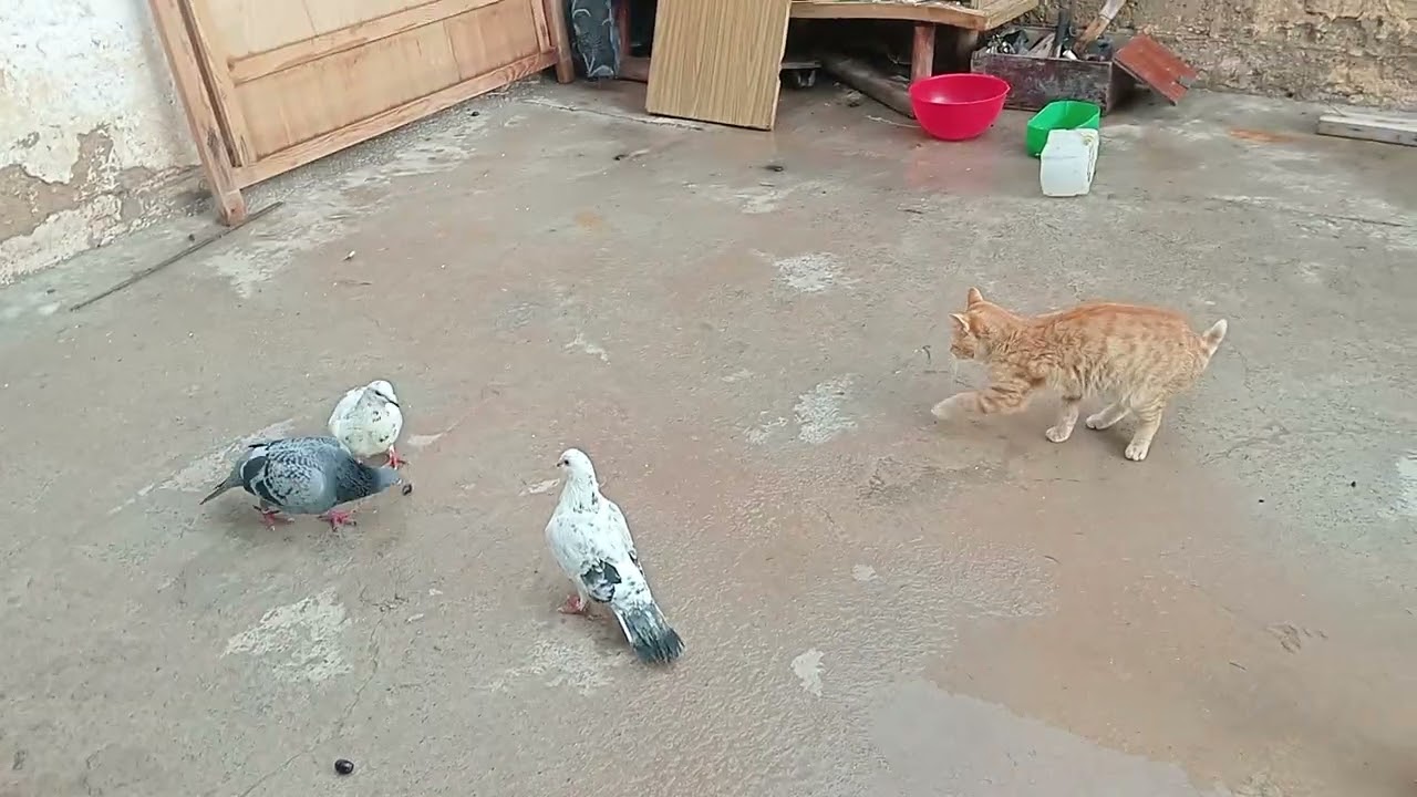 متابعة الحمام ❤️❤️