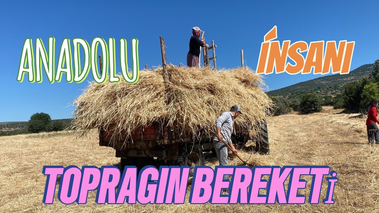ANADOLU DA HARMANA HAZIRLIK TARLADAN EKİN TOPLAMA VLOG 