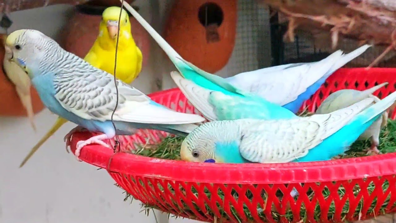 My beautiful budgies | Budgies eating food | Budgies birds sounds