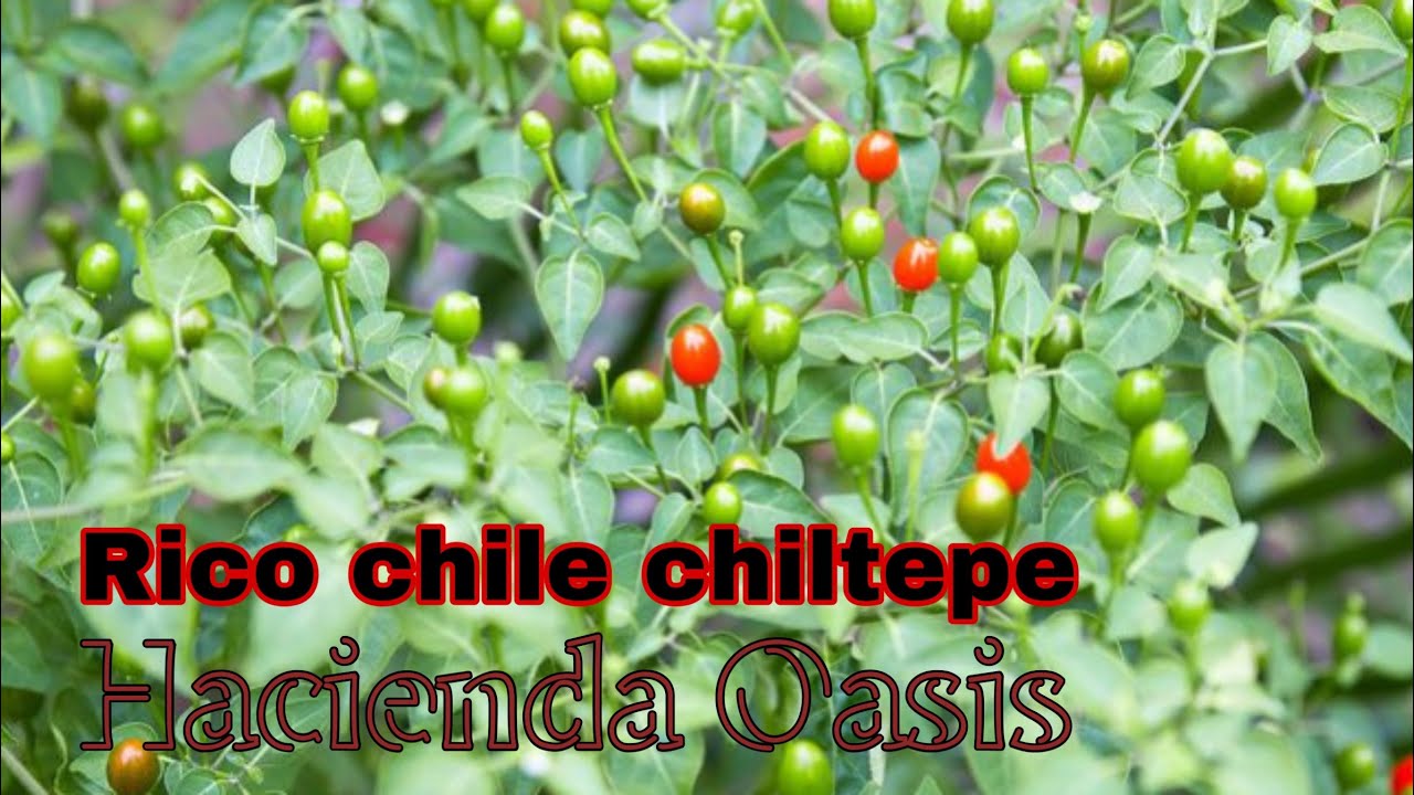Chile chiltepe Hacienda Oasis Caserío San Jacinto #macdonald