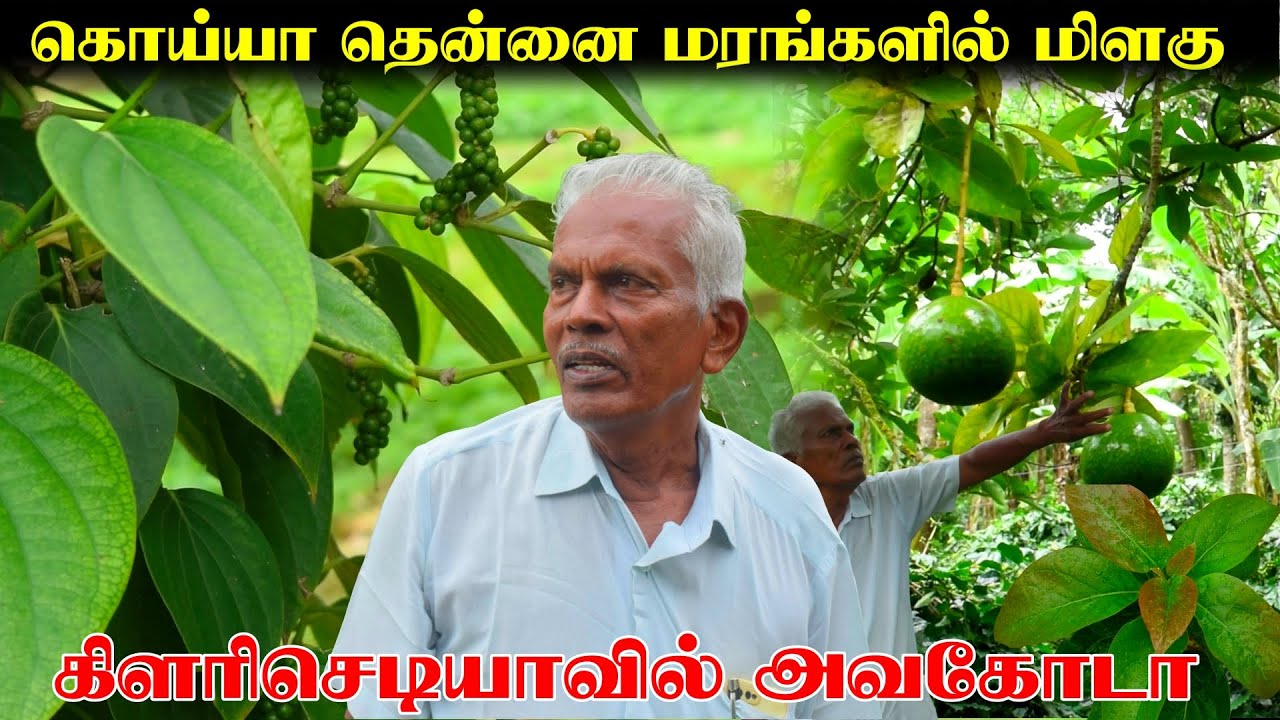 15 ஏக்கர் 2400 மிளகு 600  அவகோடா வளர்ப்பு