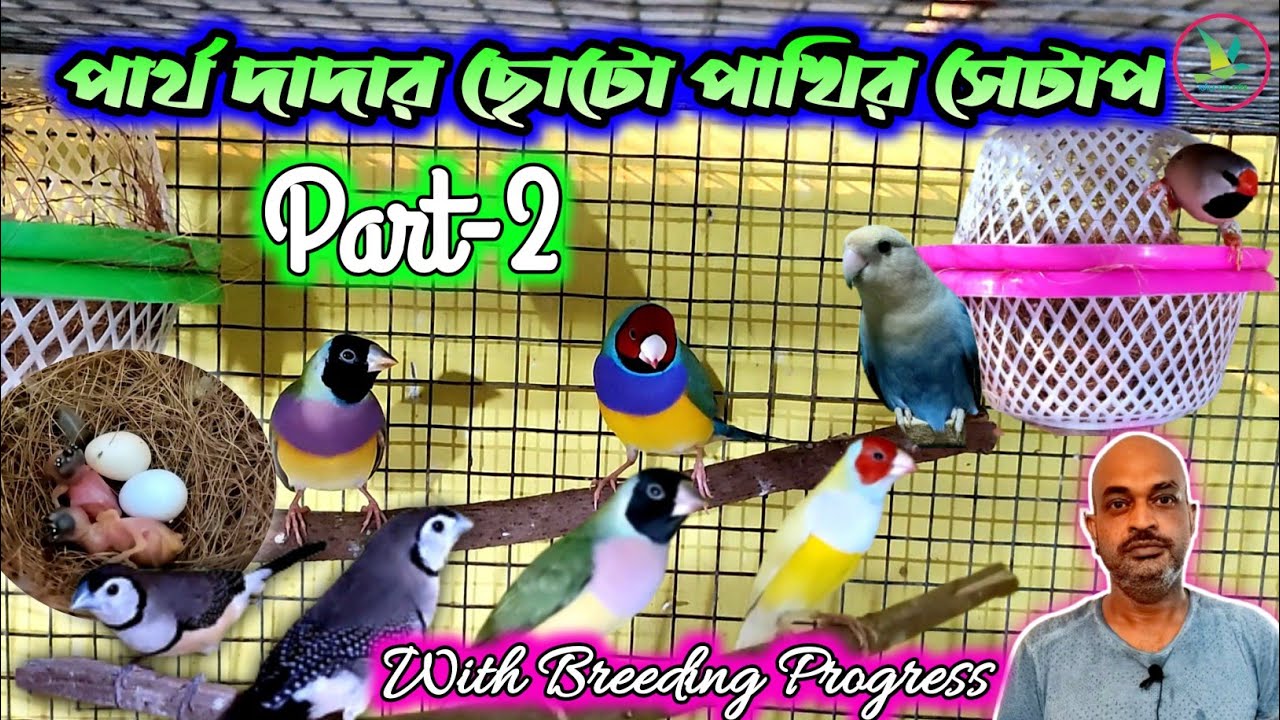 Gouldian/Long-Tail/Owl/Bengalese/Zebra Finch/Java Sparrow/Lovebirds Breeding Setup Visit
