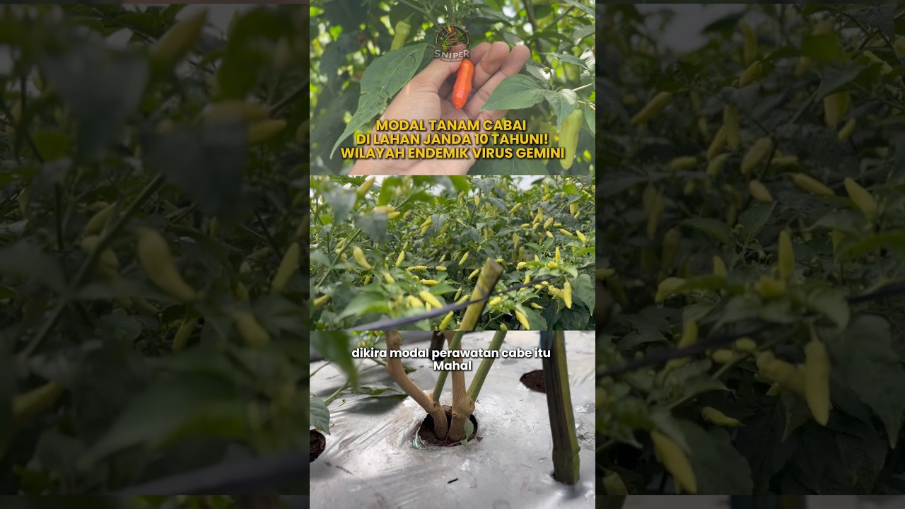 modal tanam cabai 100 HST full SOP BUKU SAKTI! #bukusakti #senimanpertanian #petanicabai