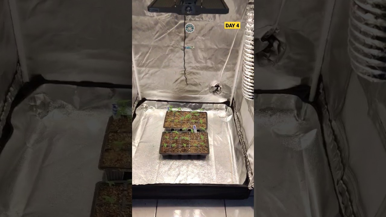 ✅DIA 4⛺GROW 80X80X160💡PAINEL viparspectra XS1500 PRO LED GROW LIGHT🌰 GREEN KUSH #shorts #bombagrower