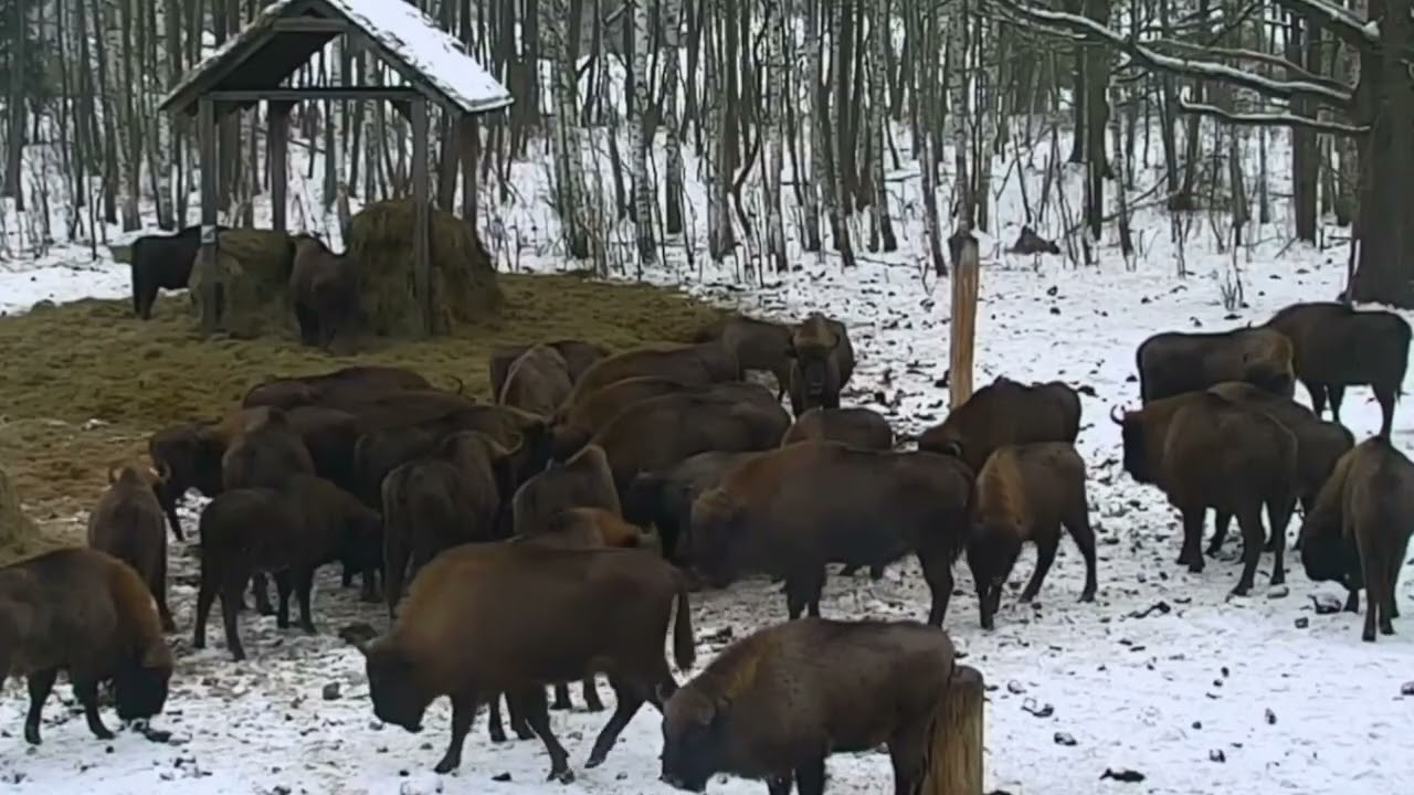 Żubry czekały w pobliżu i szybko się pojawiły przy korycie 06.02.2026 r