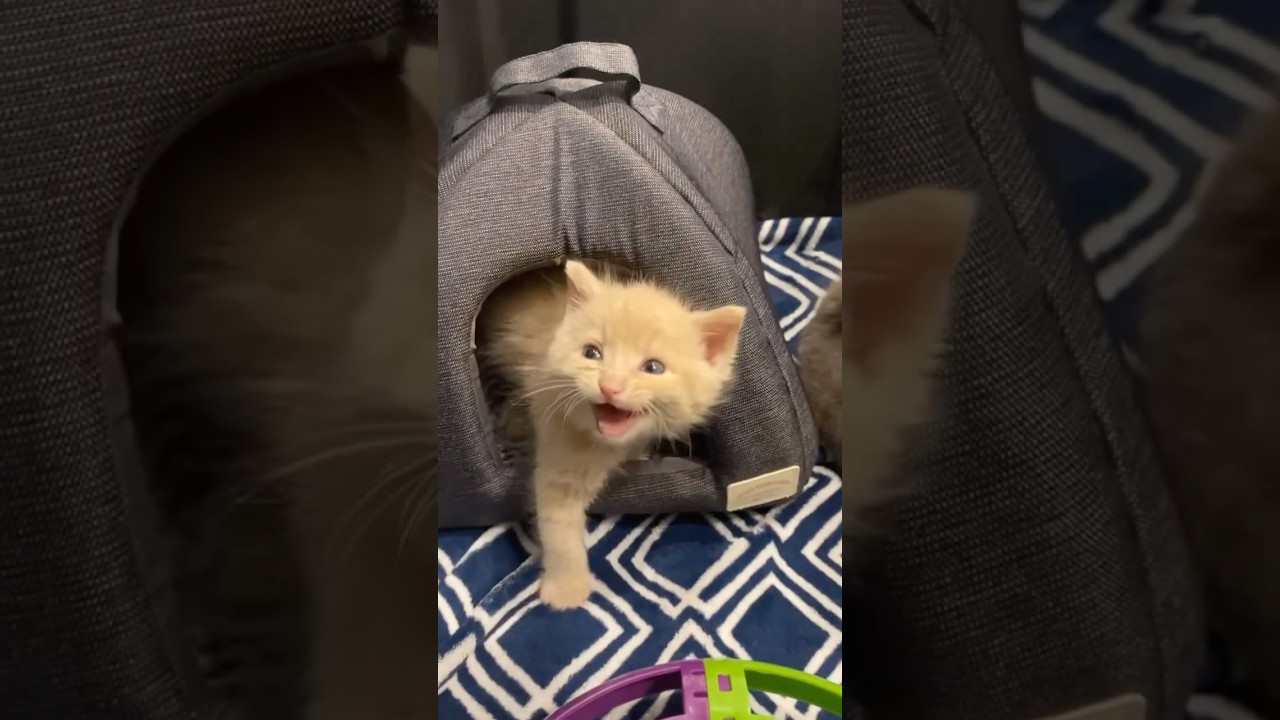 Milkshake&rsquo;s Transformation 🍦 #fosterkitten