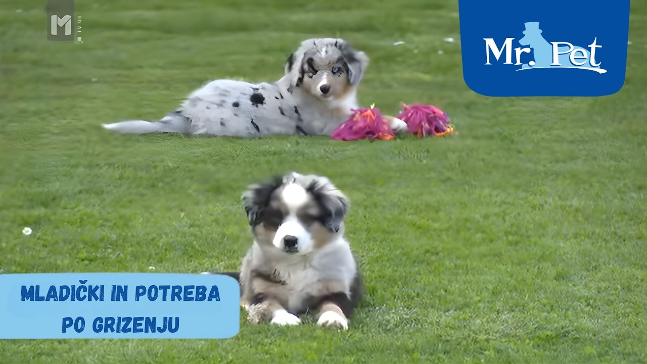 Mladički in potreba po grizenju /Mr.Pet/ O živalih in ljudeh