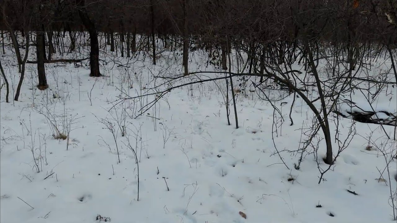Screwy Wabbits | Scouting Trip
