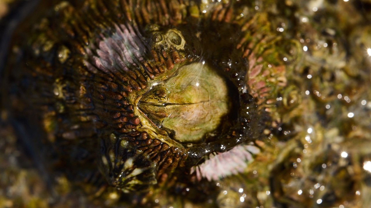 Dragon Eyes on the Beach?  // Barnacles under a Macro Lens