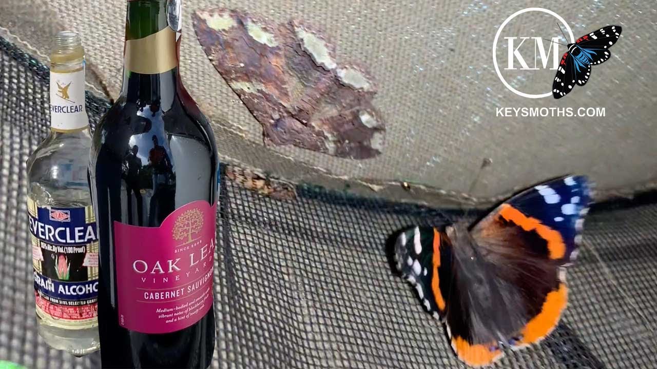 USING HARD LIQUOR AND WINE TO SURVEY MOTHS AND BEETLES
