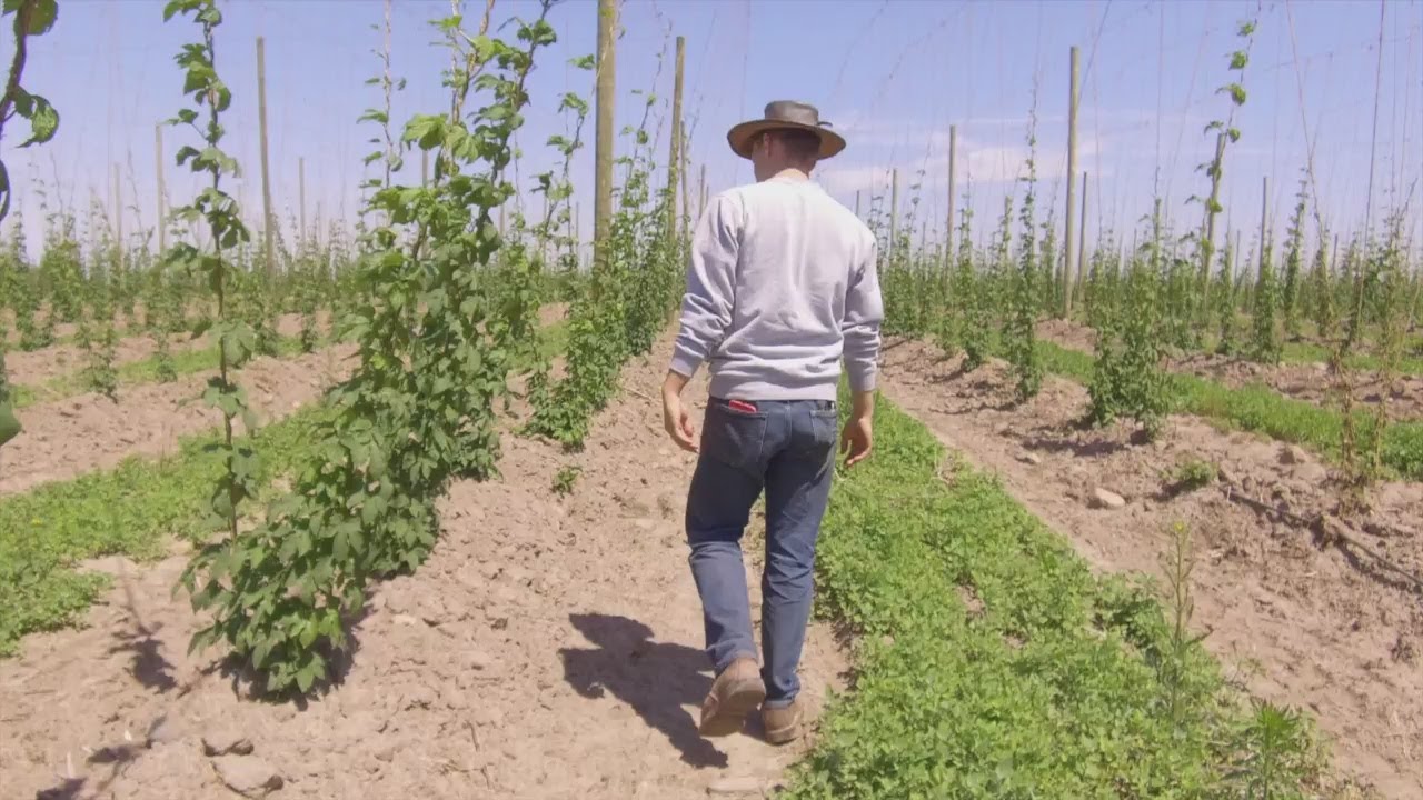 Mighty Axe Hops: From College Project To Large Hops Growing Farm