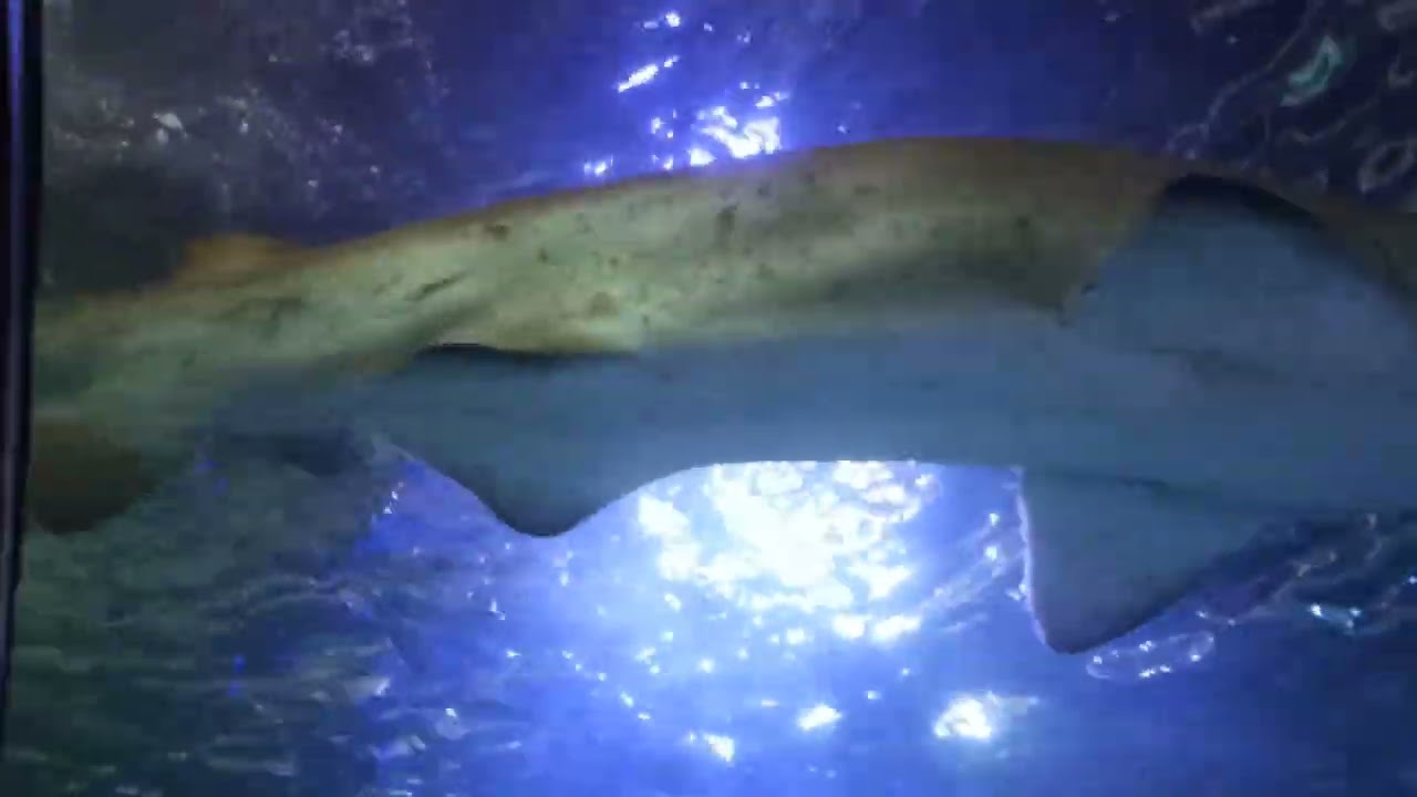 Sea life Sydney Australia ...