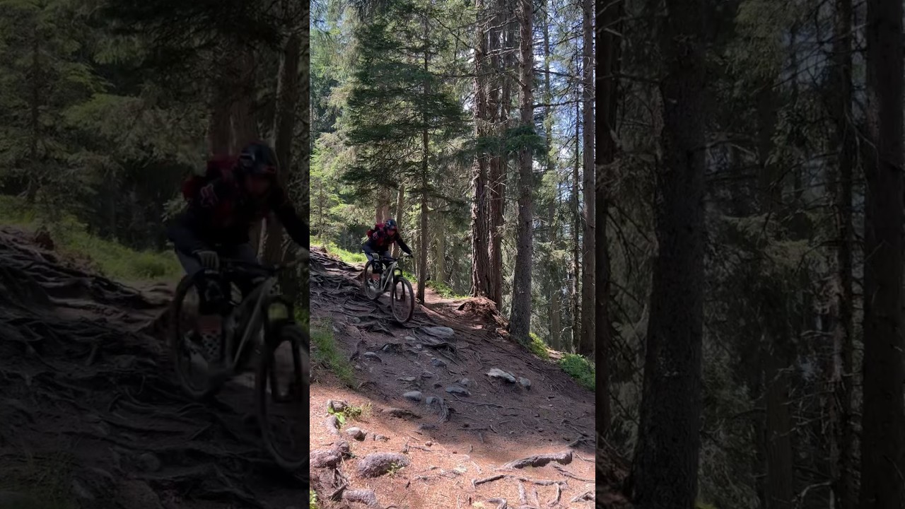 Wurzelpassage 3 L&auml;nder Enduro Trail