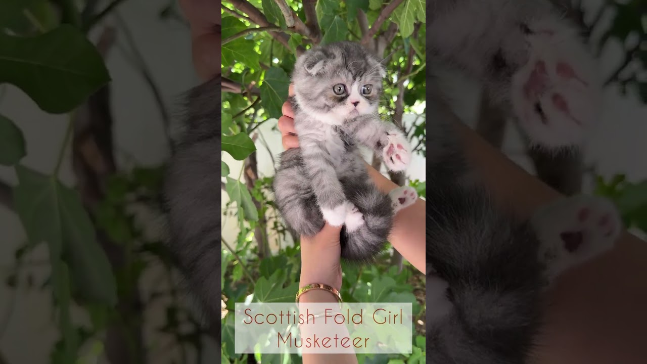Scottish Fold Girl Musketeer