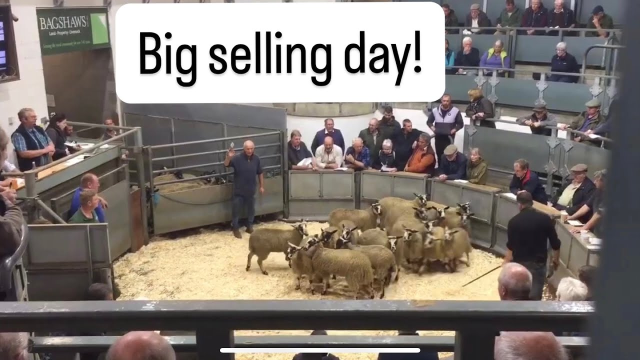 SELLING FAT LAMBS AT BAKEWELL MARKET!