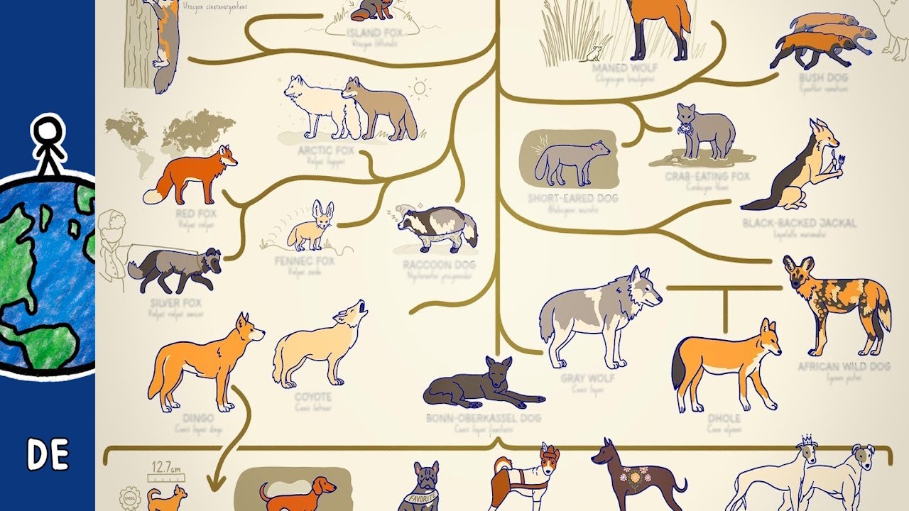 Alle Hunde erklärt!