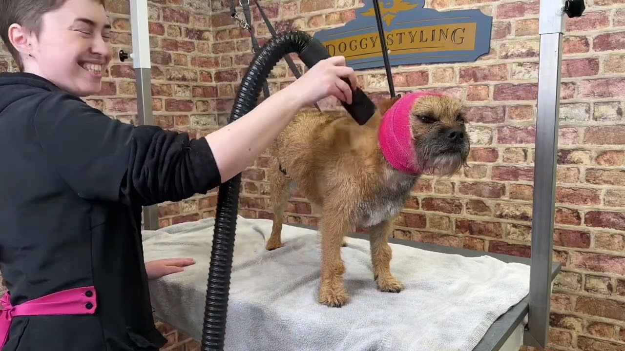 Dog Groom of the Week: Rex the Border Terrier