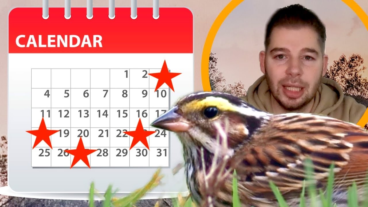 Zeldzaamste vogels van Nederland najaar 2023
