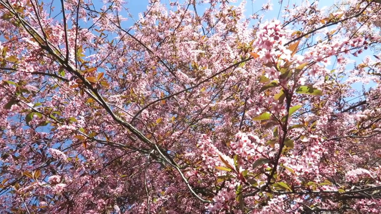 Prunus padus 'Colorata' střemcha obecn&aacute;