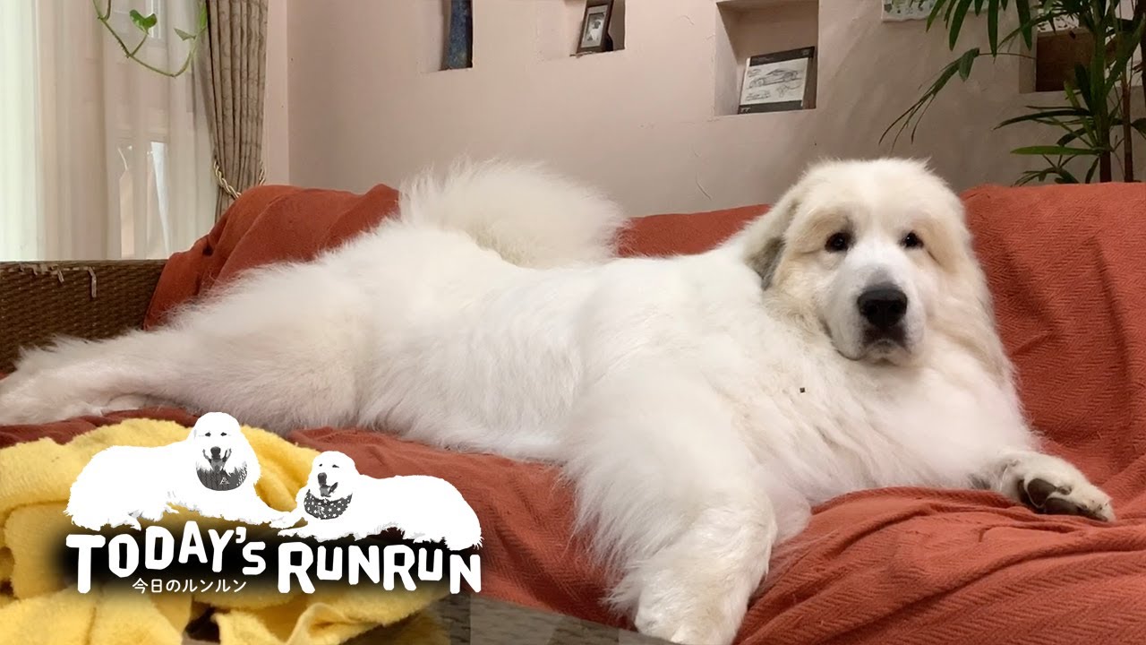一人を満喫するも少し寂しそうなアランです　Great Pyrenees　グレートピレニーズ