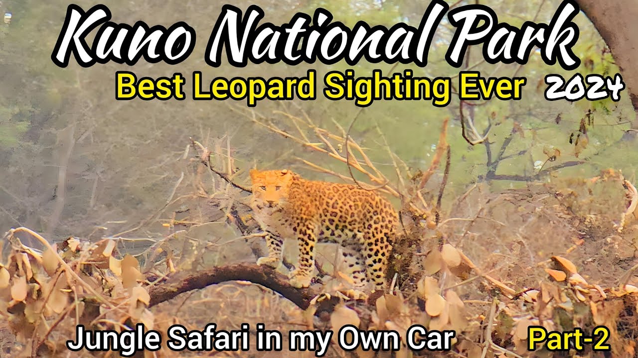 Best Ever Leopard Sighting | Kuno National Park | Jungle Safari in my Own Car | 2024 Part-2