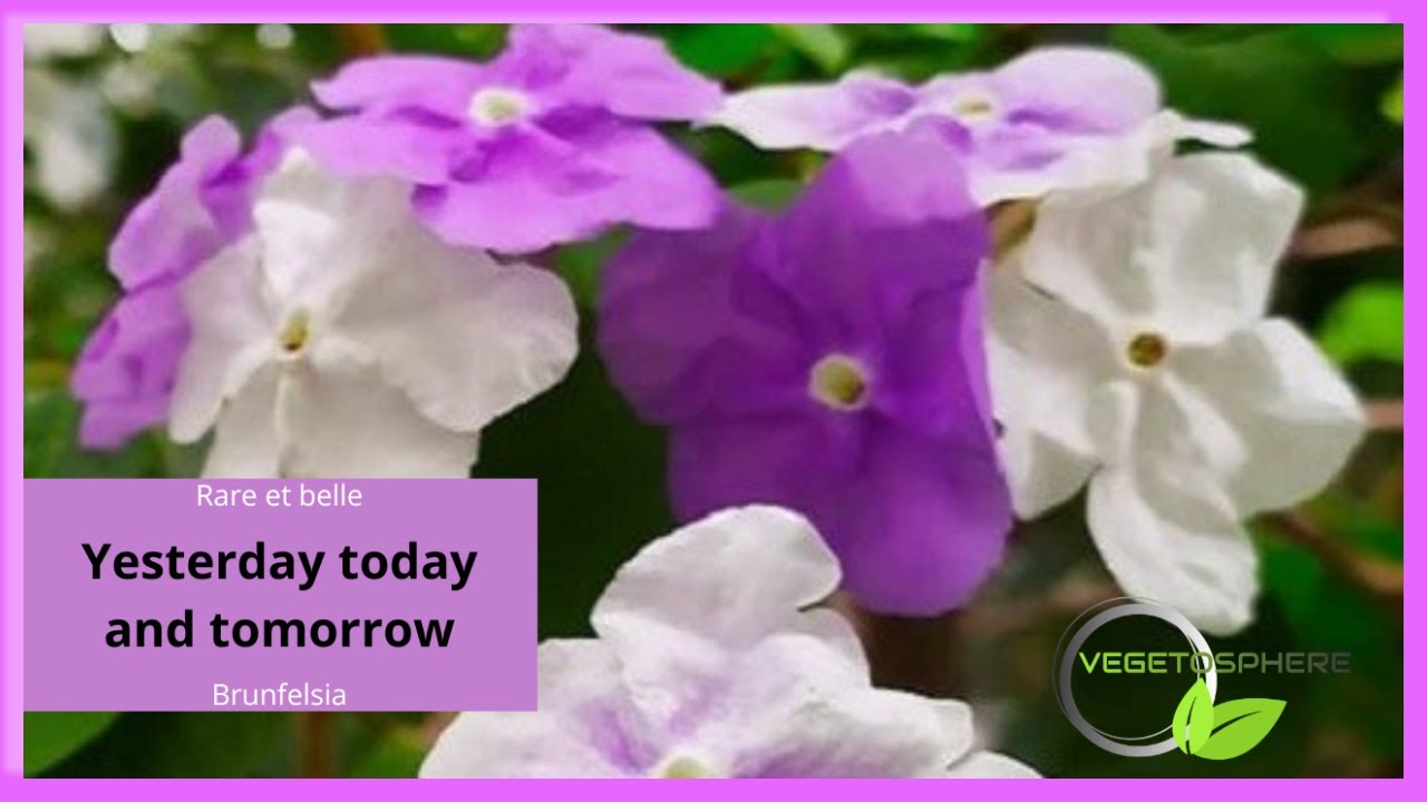 Yesterday today and tomorrow. Le Brunfelsia, ou Franciscea #brunfelsia #franciscea #vegetosphere