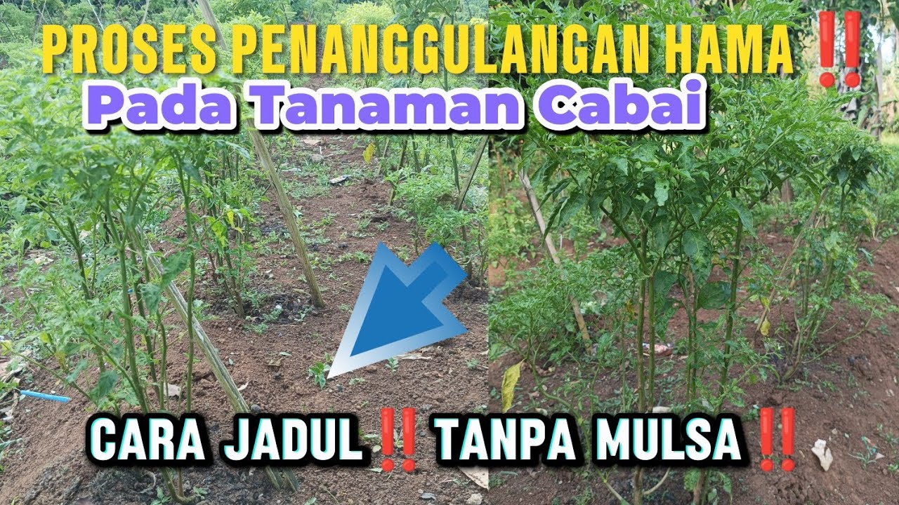 CARA JADUL TANPA MULSA PENGENDALIAN HAMA CABAI‼️#cara #penanaman #hama #cabai #mulsa 