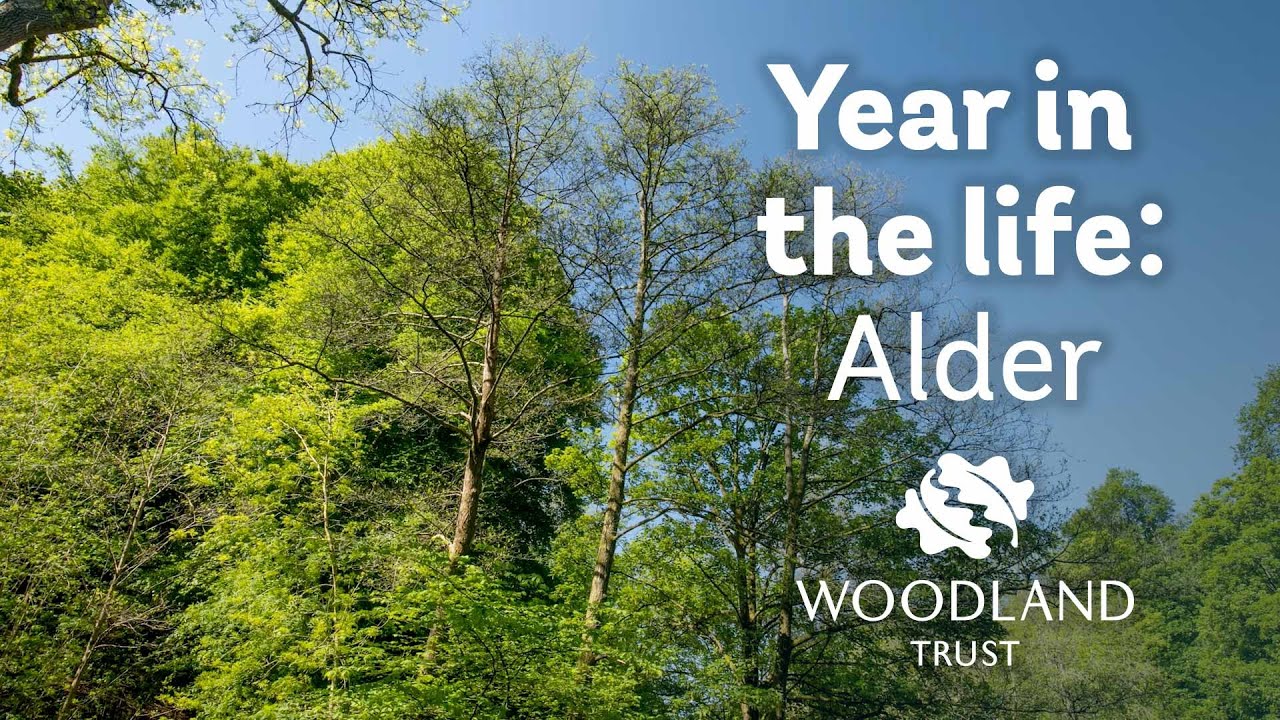 Rok z życia olchy | Woodland Trust