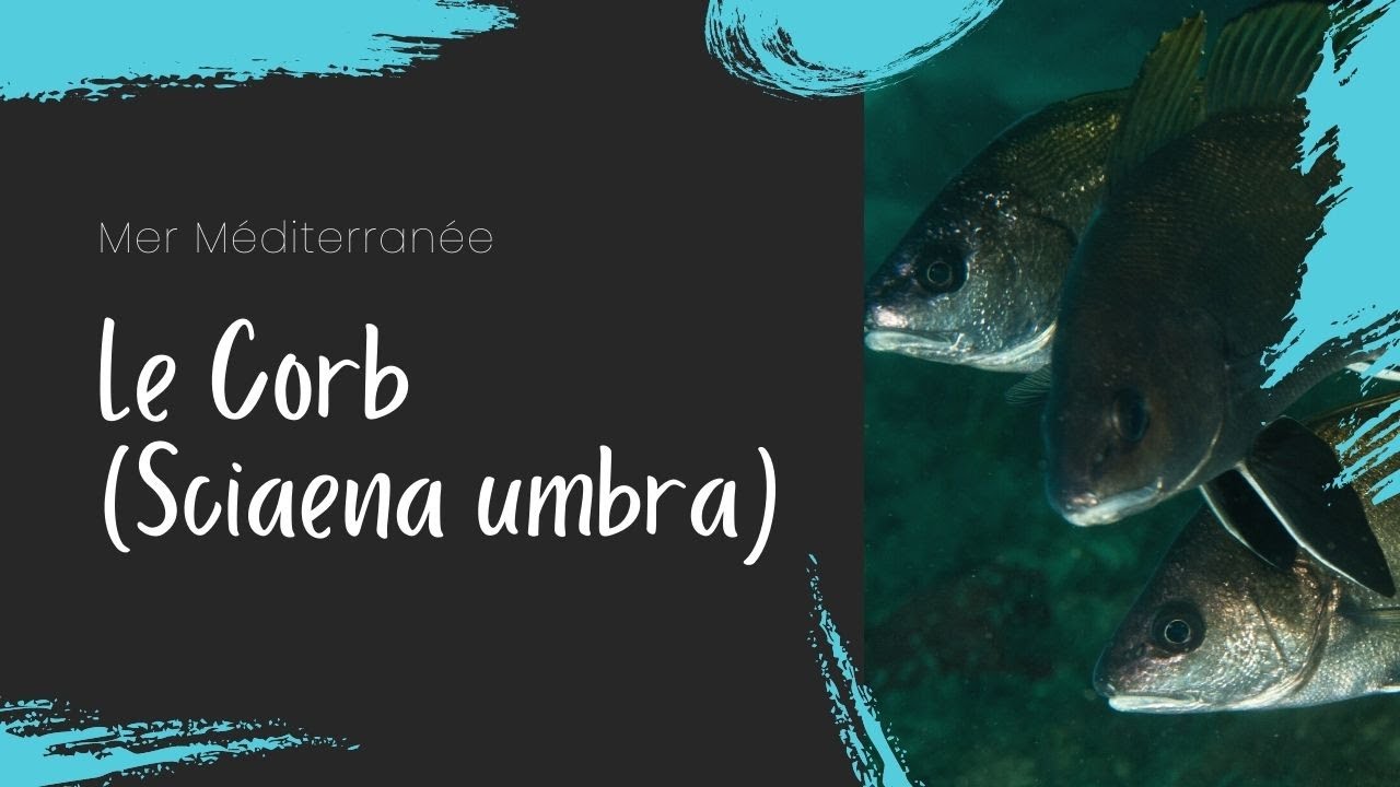 Banc de corbs - Corb, poisson de Méditerranée