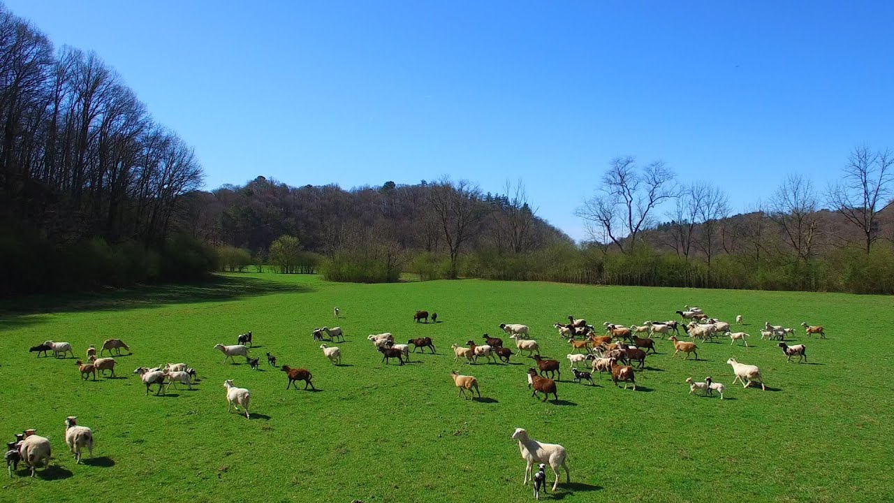 160 acre horse farm for sale in Ellijay Georgia