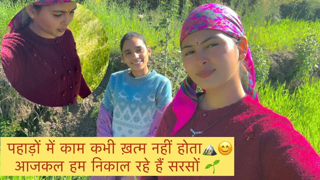  पहाड़ों में काम कभी ख़त्म नहीं होता🏔️😊आजकल हम निकाल रहे हैं सरसों 🌱|| @Kaviirawat_vlogs ||