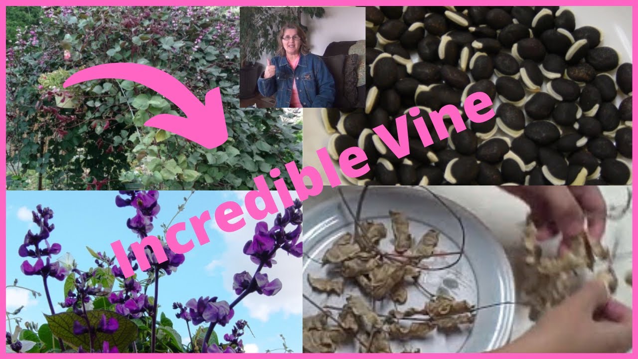 How to Grow Purple Hyacinth Bean Vine - Easy to Grow Flowering Vines