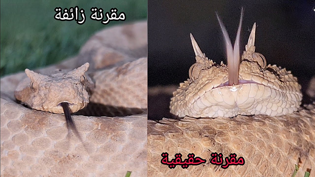 الفرق بين الحية المقرنة والحية المقرنة الزائفة/ الكاذبة/ مع احمد الدكرونى