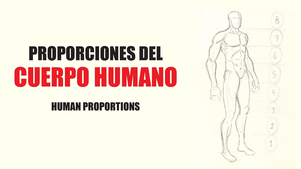 Proporciones ideales del cuerpo humano