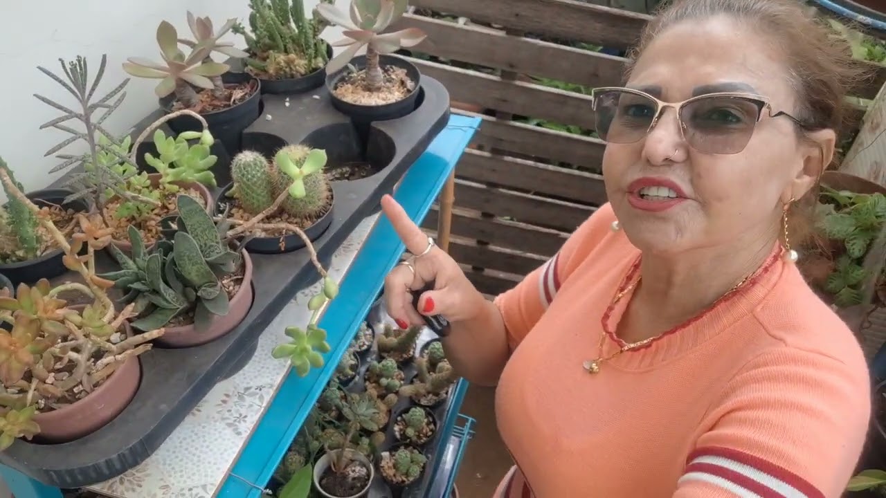 Olha meu lírio da paz aqui juntos com as plantas 