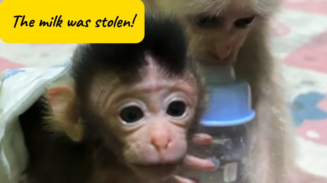 Big Brother Won’t Let Baby Monkey Drink His Milk! 🍼🐒